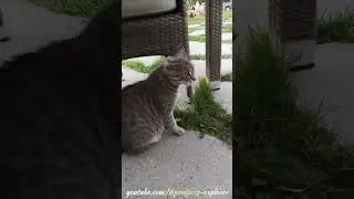 Kittens - Products Explorer YouTube Channel