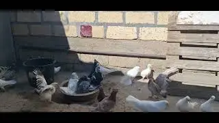 мои #голуби #pigeons #göyərçinlər #голубибаку