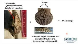 Feb 22 AH Lecture: Bay Scallops