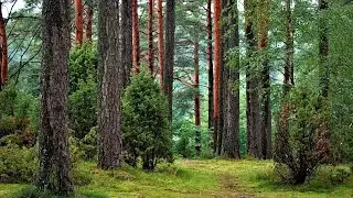 strees relief and sleep|| stress relief music | mindelax music