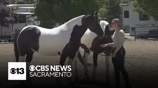 Horse trainer shares her unique ways of training as Western States Horse Expo kicks off