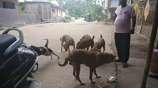 Suchan Da.. A common Man.He  give food daily two time those street dogs.....
