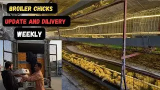 Broiler chicks  Nipple Adjustment For Good Weight  | Broiler Chicks Dilivery 🐥❤️ 🐣
