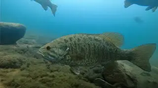 Diving with Smallmouth Bass in Lake Owen