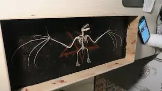 how to clean and build a bat skeleton