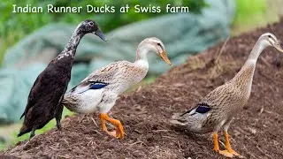 Zurich city Indian Runner ducks on the move at Swiss farm on meadow.