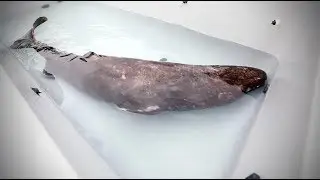 Innovative Pacific Sleeper Shark Study