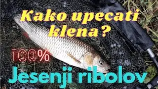 KAKO upecati KLENA?  Nezvani gost ulepsao dan!  SAVETI za pocetnike