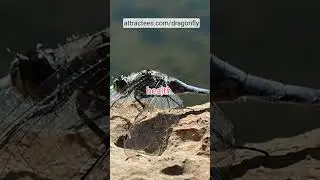 Conserving Dragonflies  Protect Our Ecosystems! #shortvideo #dragonflies