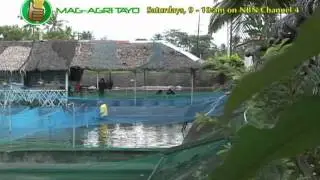 Ornamental Fish