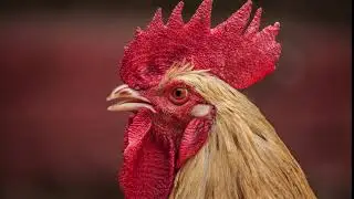 Rooster Sound Effect | Royalty Free Sound Effect