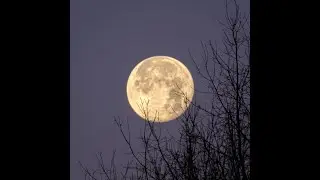 2026-01-04 The First Full Moon of 2026 & A Massive Surprise! 🌕🦌
