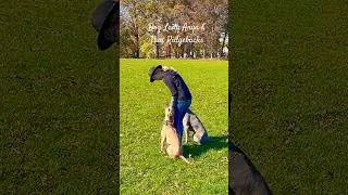 Thai Ridgeback Dogs Training 🔥 #thairidgeback #thairidgebacks #thairidgebackdogs #trd