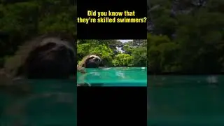 CAN SLOTHS SWIM?