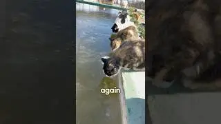 The stray cats finally got warm water to drink this winter #rescue #love #animals #shorts #straycat