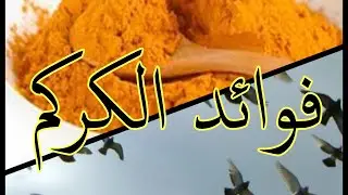عشبة #الكركم العظيمة و فوائدها للحمام