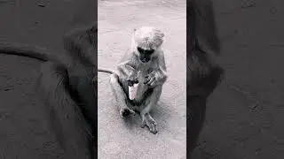 Monkey ice cream #monkey #monkeyvideo #monkeybaby #monkeylove #eating #icecream