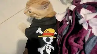 Siciko lagi cos play jadi bajak laut,