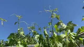 Red flame and Thompson Grapes