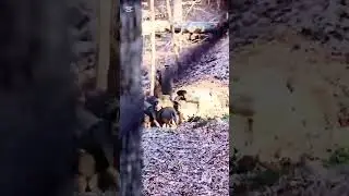 Real Hunting Skills Tested #deerhunting #deerseason #bucks