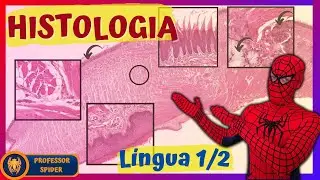 Aula pr&aacute;tica Histologia do Sistema Digest&oacute;rio 1/12 | Histology Guide - L&iacute;ngua 1/2 (REUP)