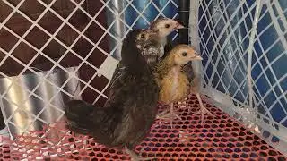 আজ খামারে খাঁচা ও নতুন অতিথি?? 🐓🐦#চাষীএগ্রোখামার #farming #birds