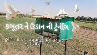 કબૂતર ની ટ્રેનીંગ નો પહેલો દિવસ / kabutar trenig fist day 🕊️/कबूतर की ट्रेनिंग का पहला दिन #pigeon