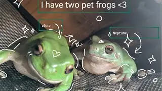 My frogs Pluto and Neptune #frogs#cute#pets#frogpets#facts #froggy#amazingpets#unusualpets 