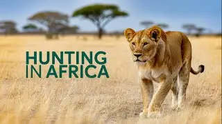The Clever Lioness Who Sleeps To Hunt