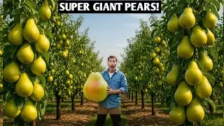 Watch How Super Giant Pears Are Grown | Inside a Massive Ripe Pear Orchard&rdquo;