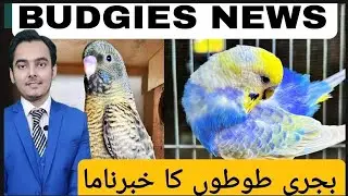 budgies parrots | Khabar nama | AHSAN PETs | urdu hindi