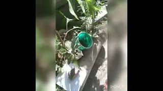 An Overview Of My Garden With Colours Of Nature 🙏🙏🙏❤️&hearts;️&hearts;️ #petsvlog #pet #petlover #animals