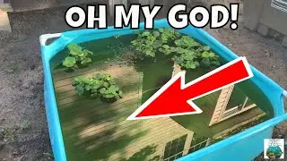 MASSIVE Mutt Guppy and Pleco Pond Update! What happened when I was gone?