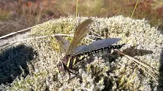 Common hawker dragonfly warming up.