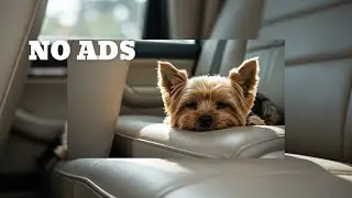 8 HOURS | Quiet Glow - Stress-Free Car Music for Dogs