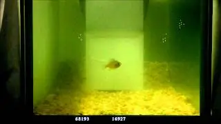 Bluegill sunfish predating mobile virtual preys