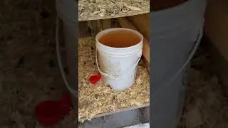 Heated chicken waterer DIY