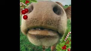 K&ouml;p djurklappar... eller jag menar julklappar p&aring; Barnens G&aring;rd
