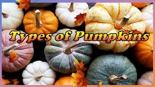 TYPES OF PUMPKINS | 42 Types of Pumpkins | Pumpkin Lovers List | PUMPKINS | TYPES | COMPARE