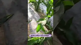Removing suckers from corn plant for better production safe from disease #viral  #youtubeshorts