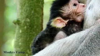 First breastfeeding, Newborn monkey in Amara group, Monkey Camp Part 2451
