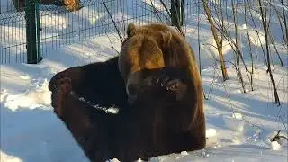 Разминка и игры с кустами потом