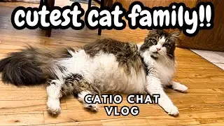 3 mainecoon cats and a tiny torbie #pets #cats #animals #shorts