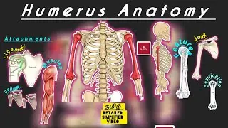 Anatomy oh HUMERUS BONE/simplified/easily understood/ tamil