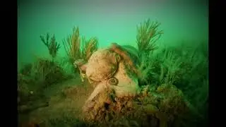 Scuba Diving U.K, Octopus, Firestone Bay/Eastern Kings/Devils Point, Plymouth Sound 150523.