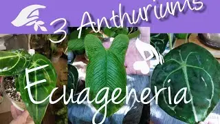 Ecuagenera Black Friday Plant Haul