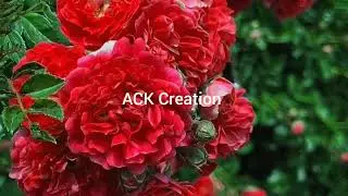 Beauty of nature #rose#spring#tulip#flower#garden#video#viral video #beautifil garden #nature