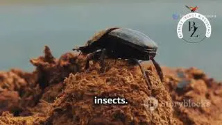 Insect Ecology: The Delicate Balance of Nature