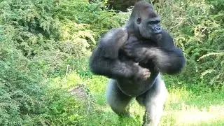 Gorilla drumming  Silverback in Action  Funny Monkeys