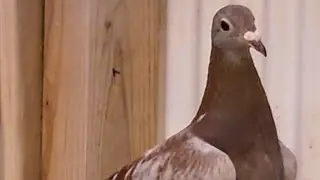 東京山の手連合会高島鳩舎を···最後の歌🎤はYouTubeに音消された😭